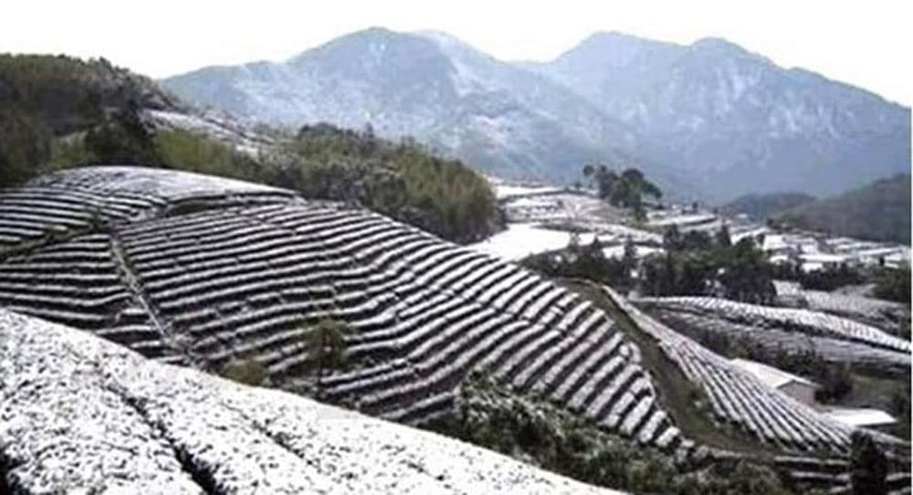 Taiwan Oolong Tea High Mountain Tea 150g
