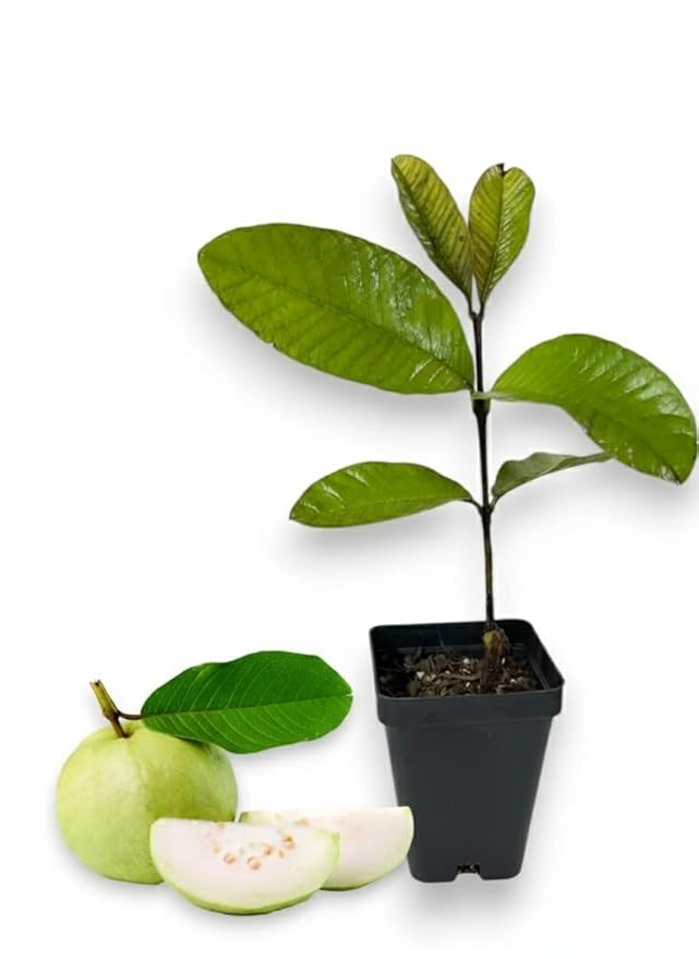 White Guava Tee 8-10 in