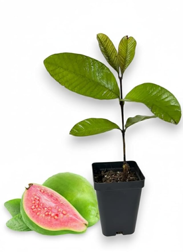 Pink Guava Tee 3-5 In