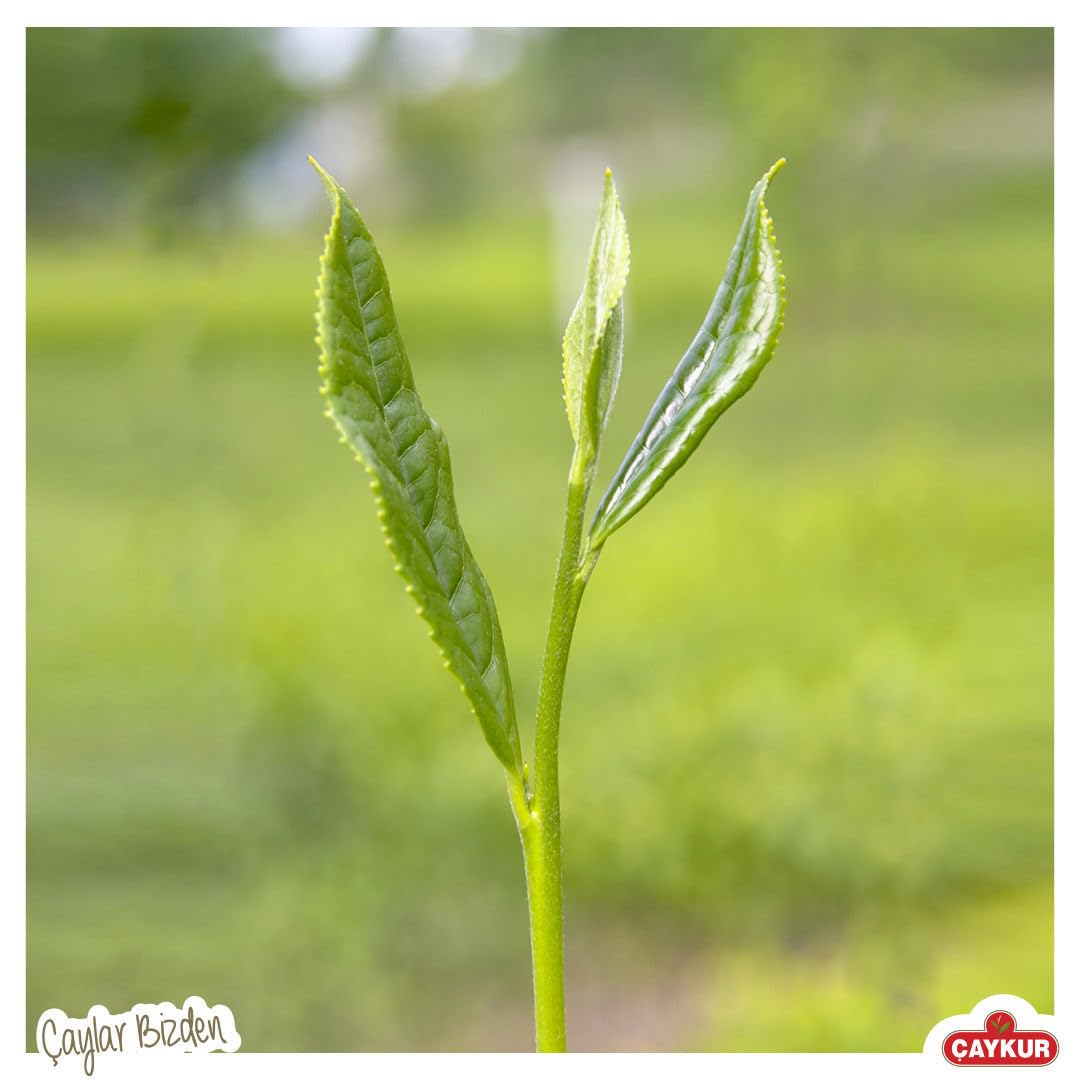 ÇAYKUR Earl Grey Tea Tomurcuk, Tea Buds, Loose Leaf with Natural Bergamot Aroma, Flavor Enhancer Young leaves Black Tea 125gr / 4.4 oz