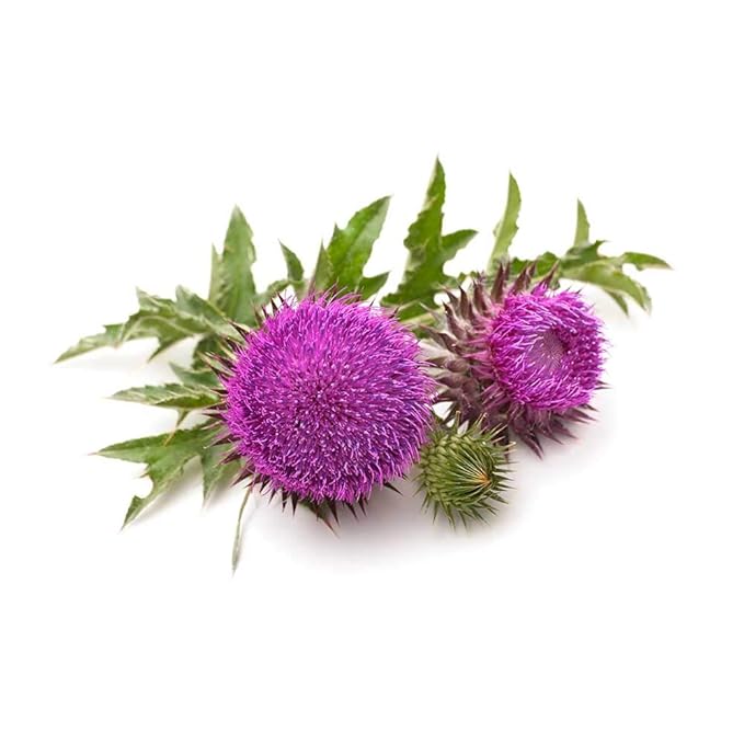 Biokoma Pure and Organic Milk Thistle Whole Seeds 100g (3.55oz) in Resealable Moisture Proof Pouch, USDA Certified Organic - Herbal Tea, No Additives