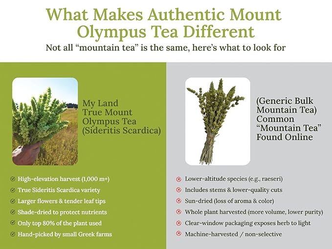My Land Organic Greek Mountain Tea Bags – Sideritis Scardica Ironwort from Mt. Olympus, 20 Compostable Herbal Tea Bags, Caffeine-Free, Easy Steep Greek Tea