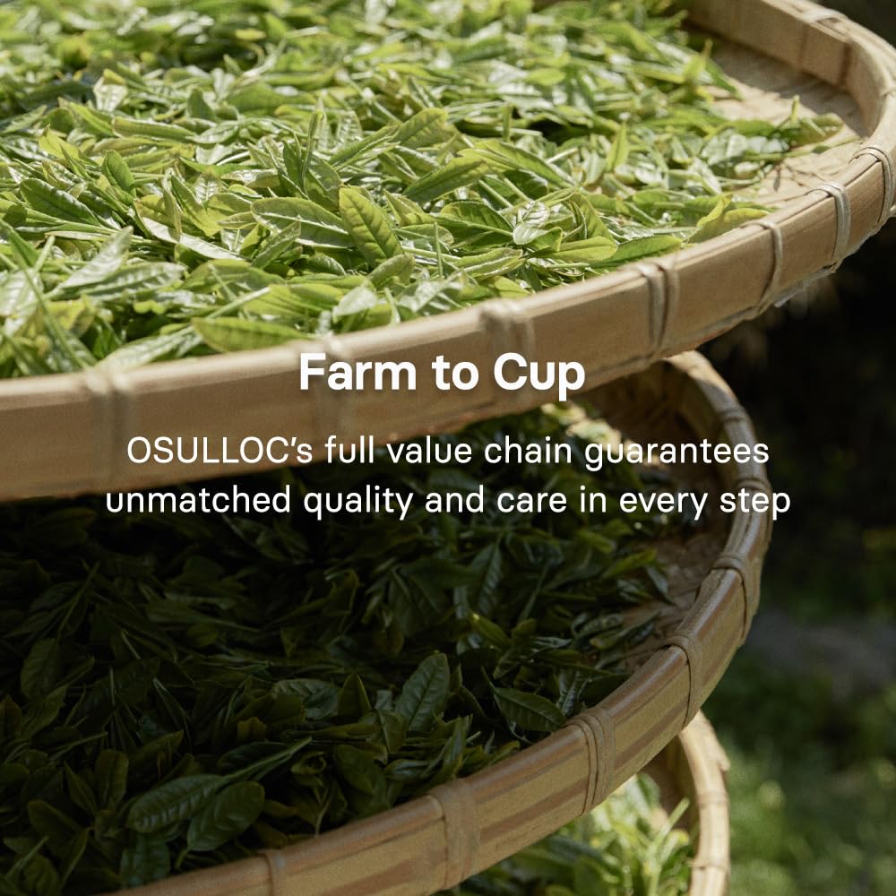 OSULLOC Volcanic Isle Premium Korean Matcha Powder, 60 g | Organic Korean matcha from Jeju’s volcanic soil, crafted for lattes, baking, smoothies, and smooth everyday tea rituals