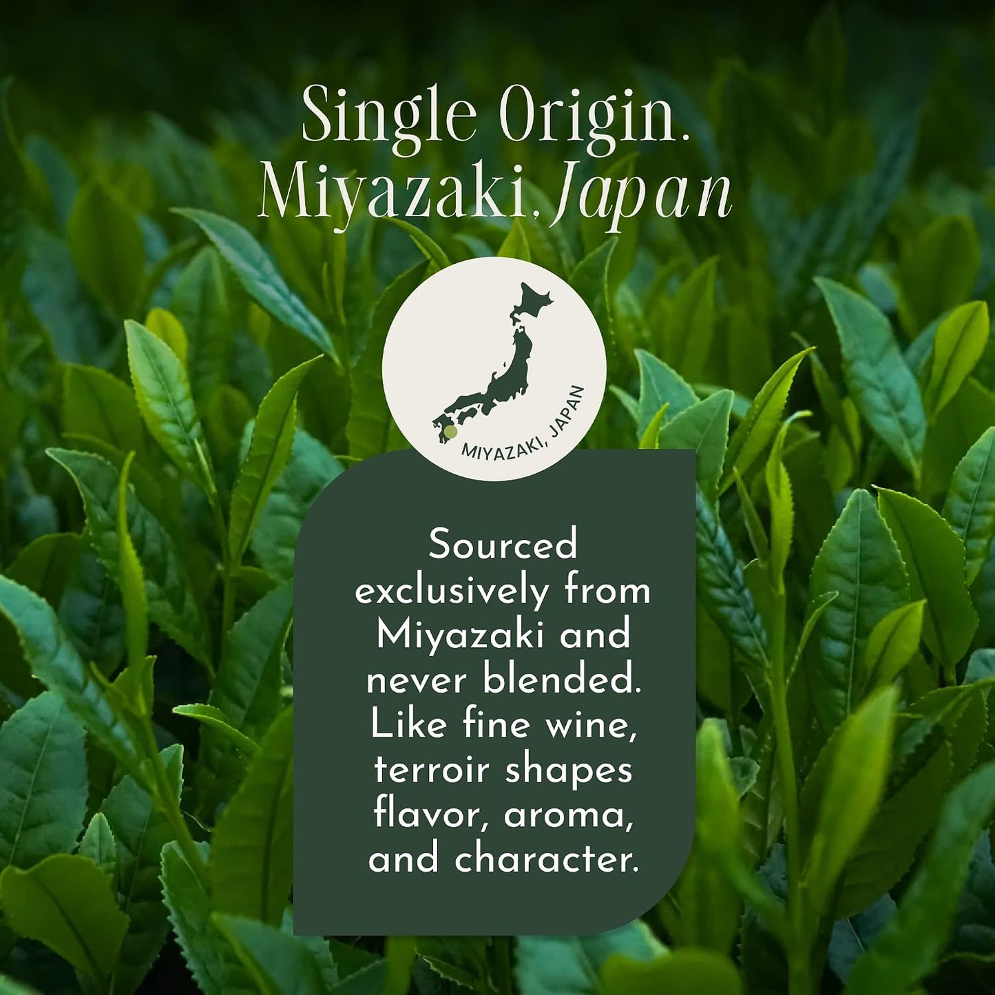 Encha Matcha Tea Okumidori Limited Edition Reserve - Ceremonial Grade Matcha Powder - Single Origin - Premium First Harvest Organic, Japanese - 1.06oz/30g Tin