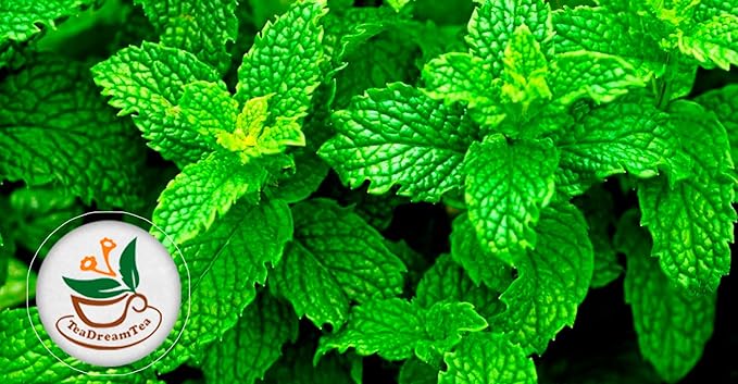 TeaDreamTea Peppermint Tea Bags - Alleviates Digestive Discomfort | Herbal, Aromatic & Caffeine Free | Healthy Mint Tea (200 Bags)