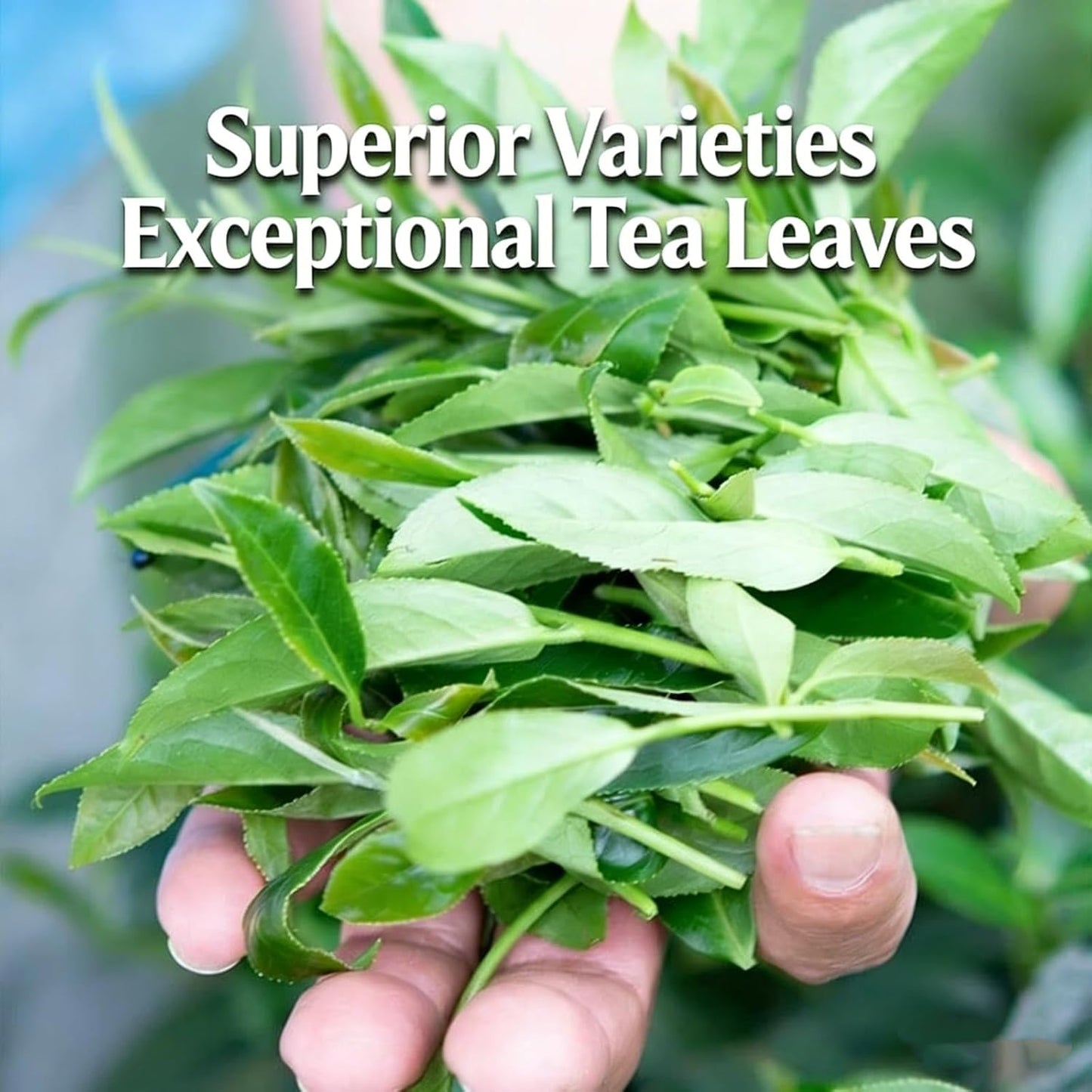 NASLAPH Alishan Oolong Tea, Taiwan High Mountain Oolong Tea with Distinctive Aroma, Formosa Chinese Gaoshan Ulong Tea, Traditional Craftsmanship 阿里山茶 台湾高山茶 中国茶 茶 乌龙茶 8.82 Oz