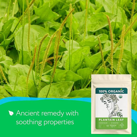 Plantain Leaf Organic (4 oz.) – Broadleaf Plantain Tea Loose Leaf (Plantago Major) – Llanten Planta Medicinal - Herbal Tea for Digestion