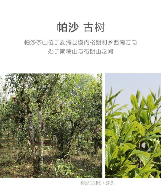 Sheng Jia Yuan 2020 Pasha Ancient Tree Raw Pu-erh Tea Cake, 357g