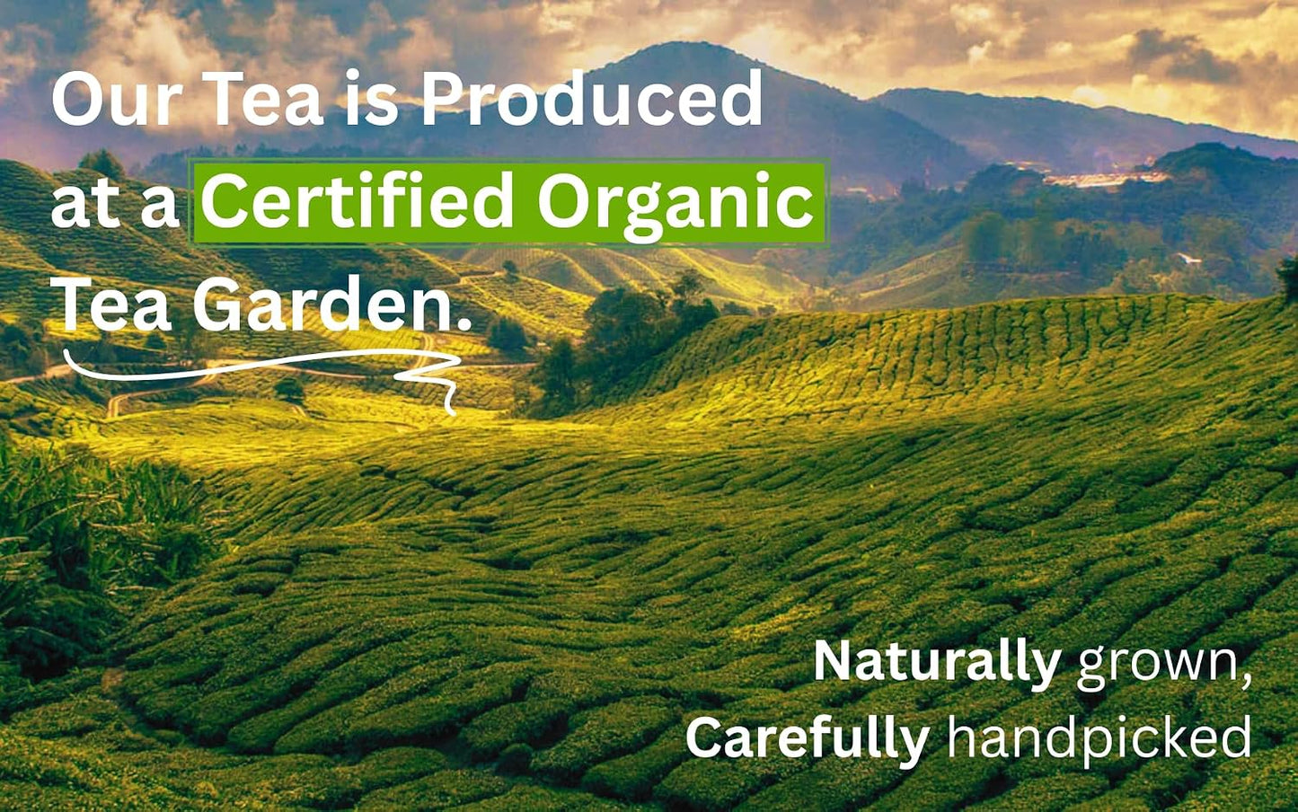 QuikTea Organic Darjeeling Long Leaf Tea, 3.52 oz | From the Himalayan Hills, All-Natural, Certified Organic, Preservative-Free, Non-GMO, Gluten Free