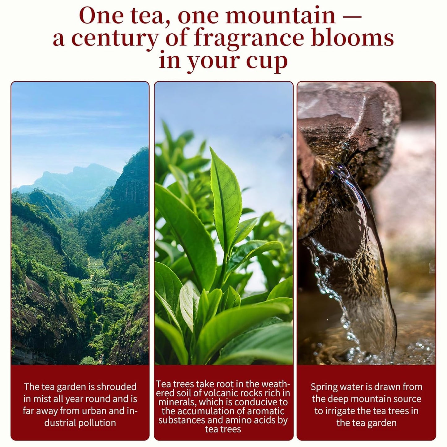 XIXICHA Phoenix Dancong Oolong Tea 120g/4.23oz Honey Orchid Mi Lan Xiang Phoenix Oolong Tea Loose Leaf Chinese Tea Chinese High Mountain Strong Floral Flavor(96 cups) 特级凤凰单枞 乌龙茶 单丛茶 潮州乌岽单枞茶叶