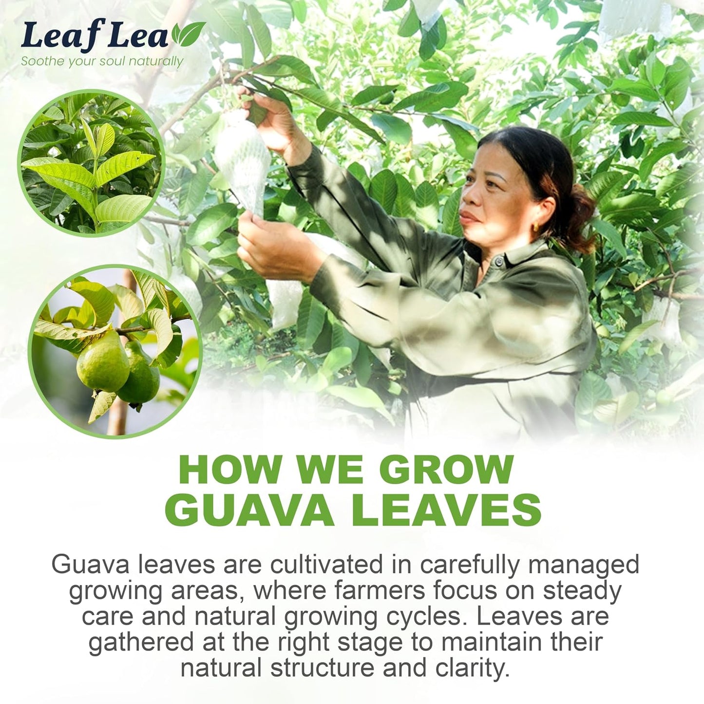 LeafLea Guava Leaf Tea Bags, Guava Leaves Tea, Caffeine-Free, 120 Count