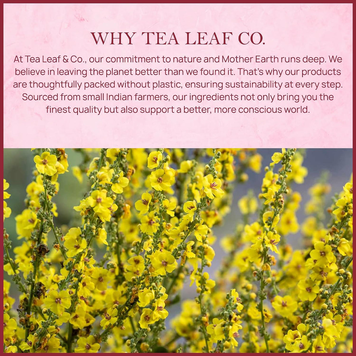 Mullein Leaf Herbal Tea 100gm/3.5oz