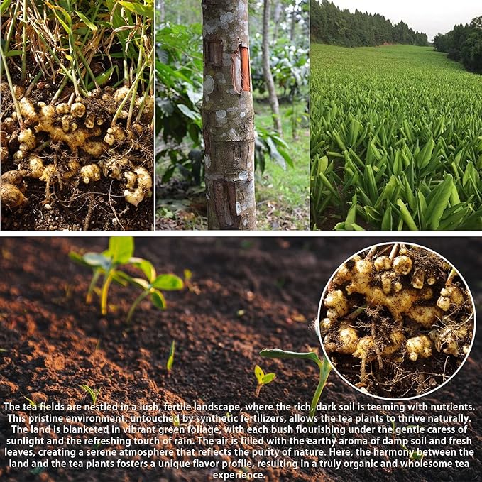 Turmeric and Ginger Powder Supplement - 60 Teabags 3 in 1 Turmeric Ginger Cinnamon Tea Bags, Curcuma Teas Bag Hand-made Blend, 100% Natural & No Additives & Caffeine Free, Improve Digestion, Support Brain, Weight, Skin and Sleep(60 Count)