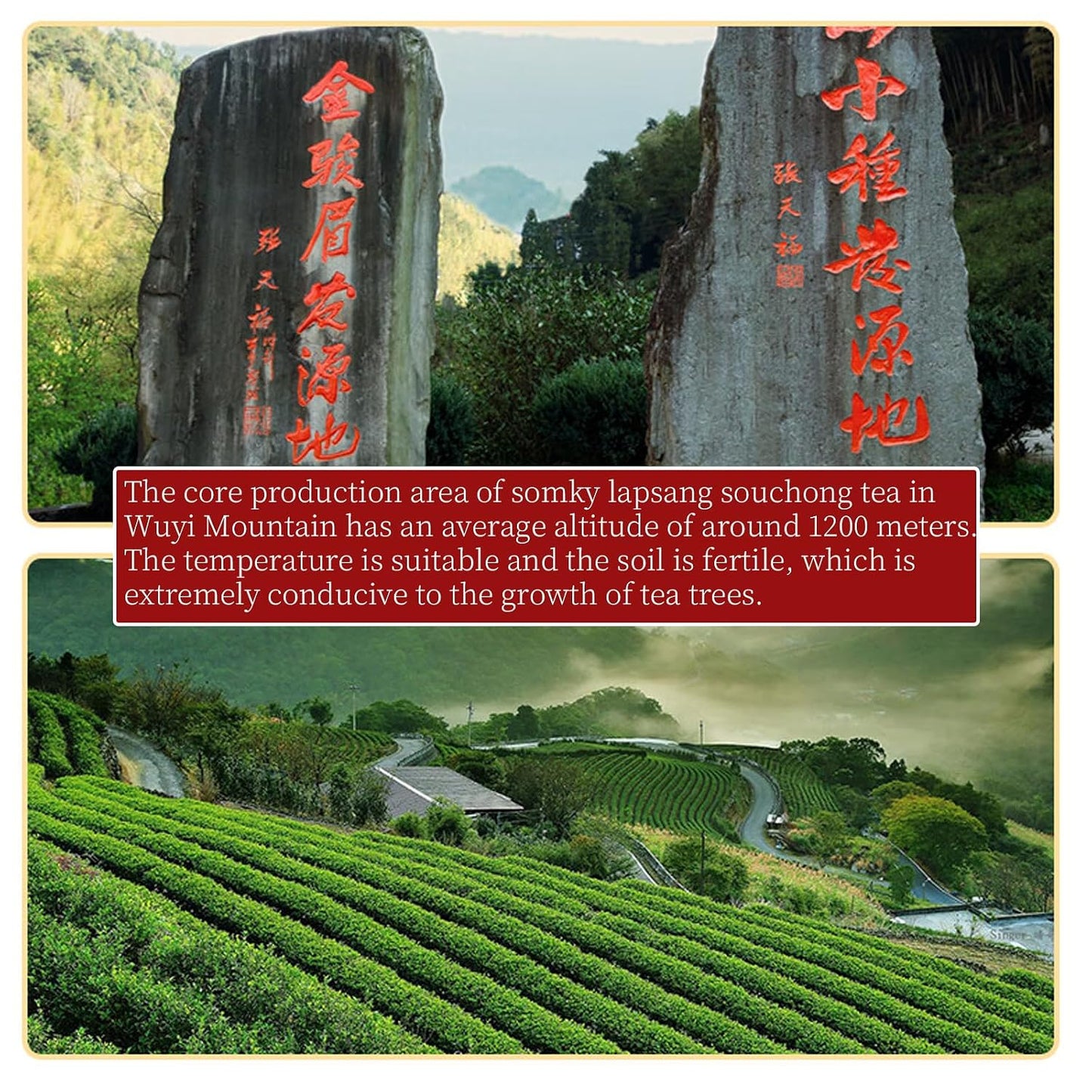 Lingyunxi Smoky Lapsang Souchong Tea Black Tea Loose Leaf Wuyi Mountain Chinese Tea| Pine Smoke&Longan Aroma Mellow Taste| No Bitter| Picked in Spring| Fully Fermented Tea 4.23oz/120g 正山小种 红茶 烟熏正山小种
