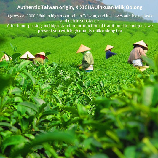 XIXICHA Milk Oolong Tea Loose Leaf Jin Xuan Milk Oolong Taiwan High Mountain Tea Authentic Taiwanese tea No additives Natural Creamy Aroma Taste(120 cups) 5.3oz/150g 台湾高山茶叶 奶香乌龙茶