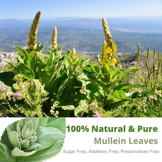 Mullein Tea Bags – 60 Count, Mullein Leaf Mullen Tea, VitalForest Herbal Mullins Mullien Tea, Caffeine-Free