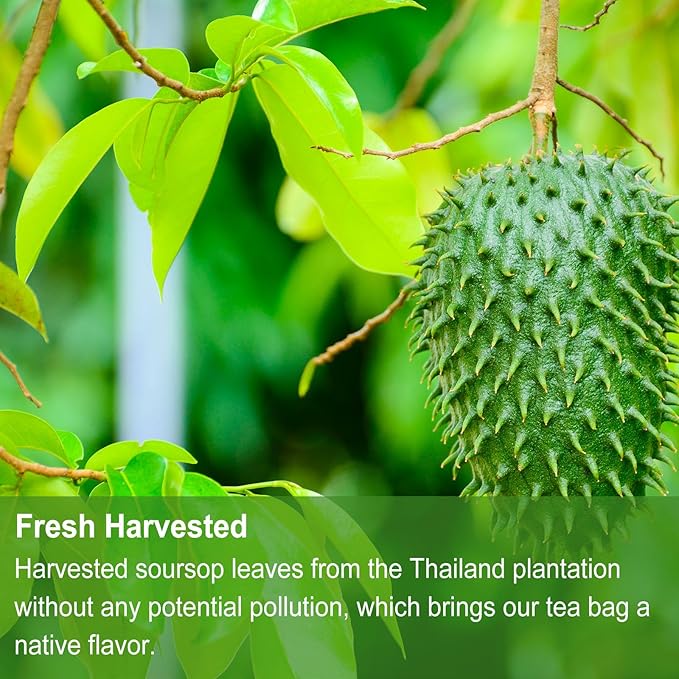 Jarteela - Soursop Tea Bag, 1.5g x 60 Count - Pure Graviola Tea - Natural Soursop Leaves Herbal Tea Bags - Non-GMO - Caffeine-free Tea - Support Digestive & Healthy Skin