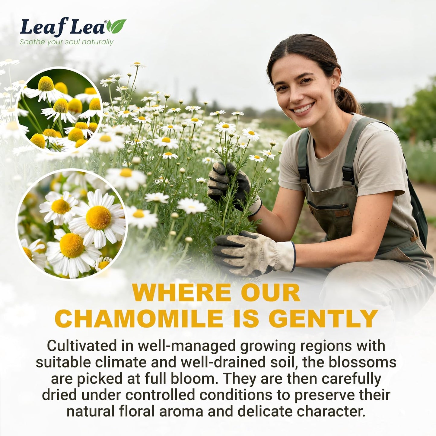 LeafLea Chamomile Herbal Tea Bags, Evening Bedtime Routine, 40 Count | From Chamomile Flowers, Gentle Floral Scent, Clean Smooth Finish, Caffeine-Free, Sugar-Free, Individually Wrapped
