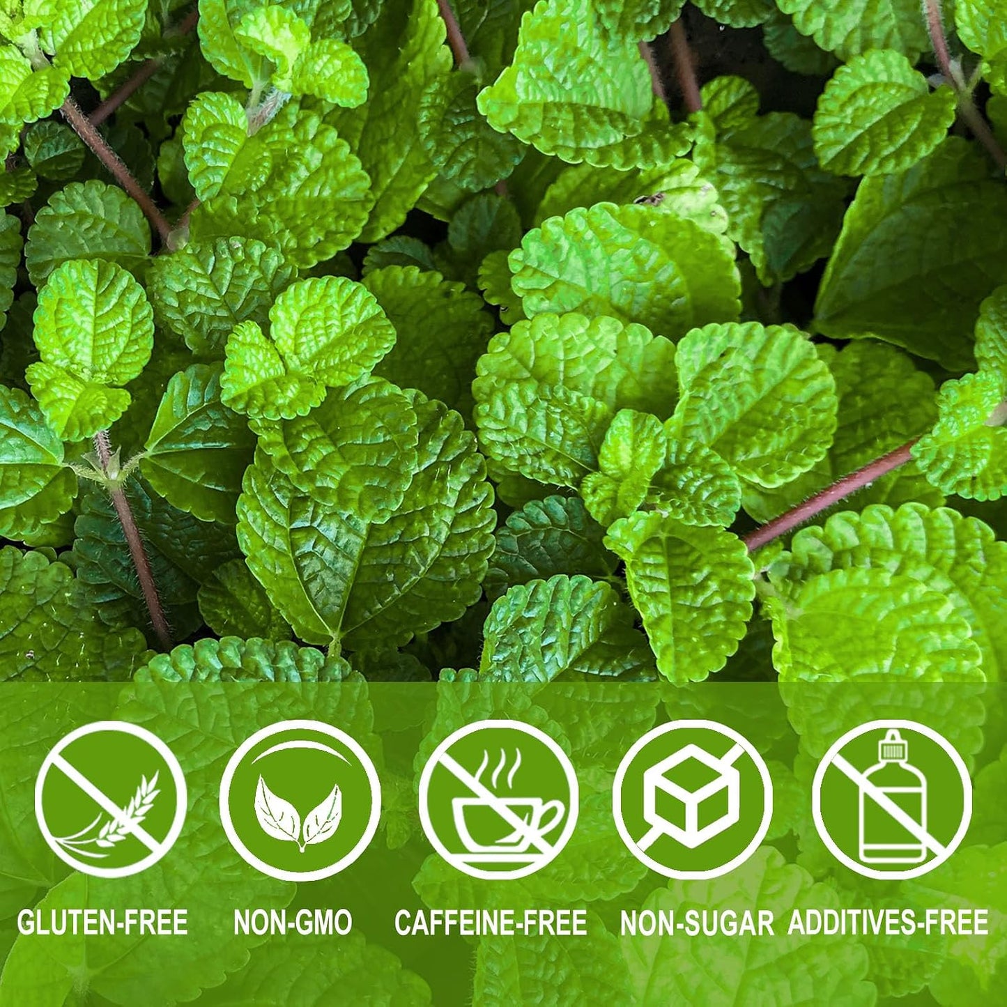 Jarteela - Spearmint Tea Bags, 60 Ct, Spearmint Mint Leaf Tea | 100% spearmint leaves, Non-GMO. Naturally refreshing, helps freshen breath and supports gentle digestion after meals.