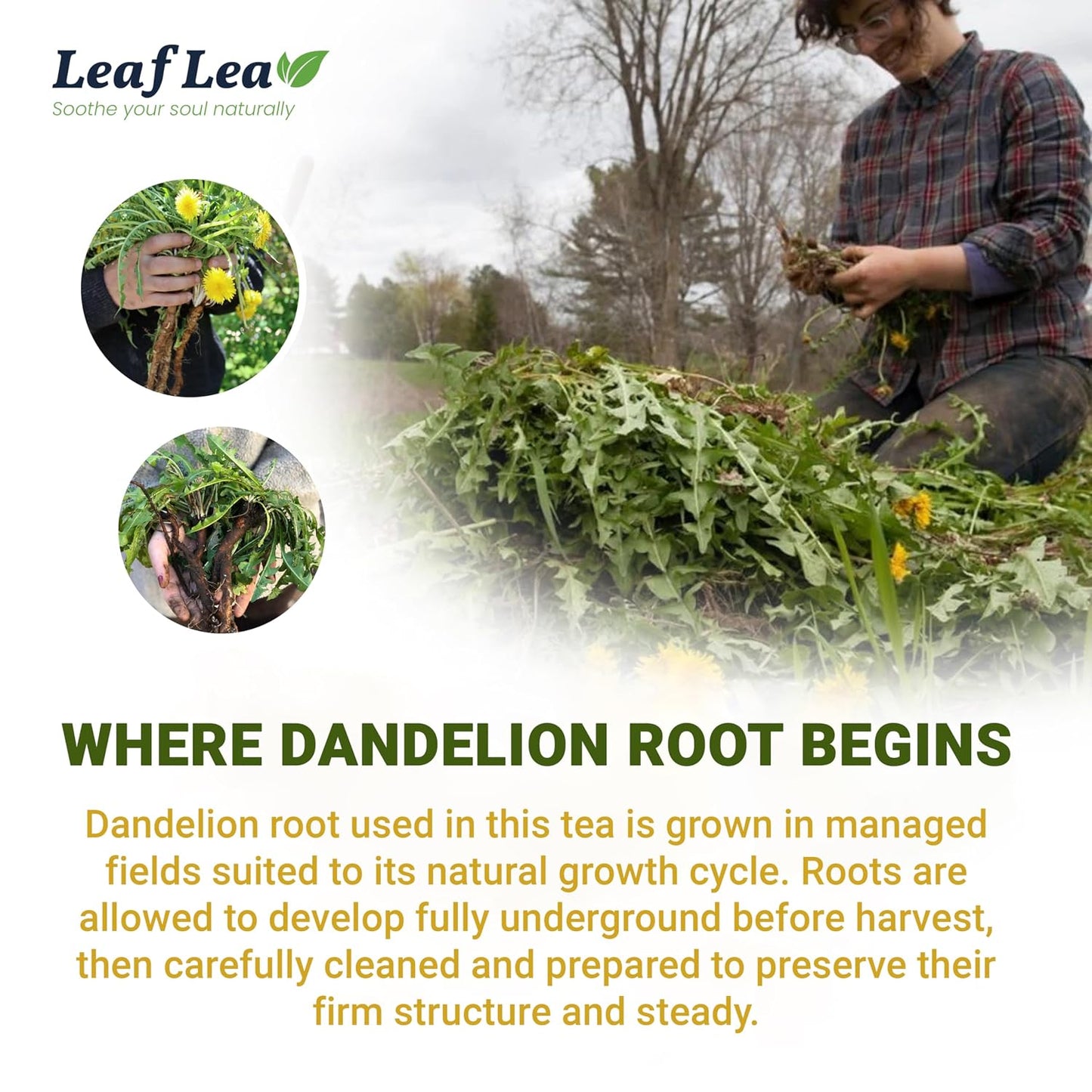 LeafLea 80 Dandelion Tea Bags, All Natural Dandelion Root Tea, Supports Digestion & Immune Health, Caffeine-Free, Vegan, No Sugar, Individually Wrapped Tea Bags, 2 Pack