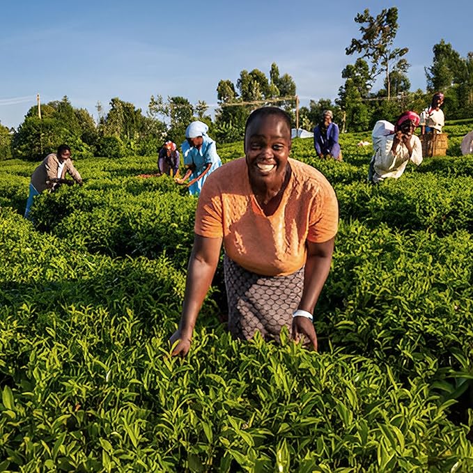Akina Single-Origin Ginger Tea Bags | 100% Naturally Flavored Black Tea, Kenyan Origin, Gourmet, Hot Beverage (25 String & Tag Tea Bags, 50g)