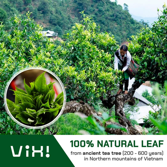 VIXI Green Tea Bags, 100 Counts, Vietnam's Mountain Tea, Antioxidant, Caffeinated, Tagless, Plastic Free, Balanced Flavored