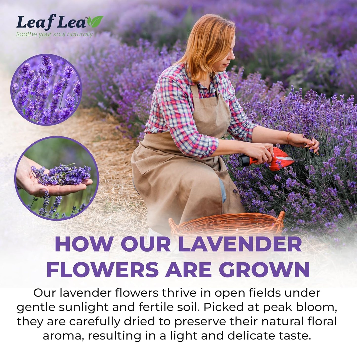 LeafLea Lavender Tea Bags, Calming Lavender Herbal Tea, 80 Count Pack of 2 | Soothing Pure Lavender, Nothing Added, Gentle Floral Taste, Caffeine-Free, Foil-Wrapped For Lasting Freshness