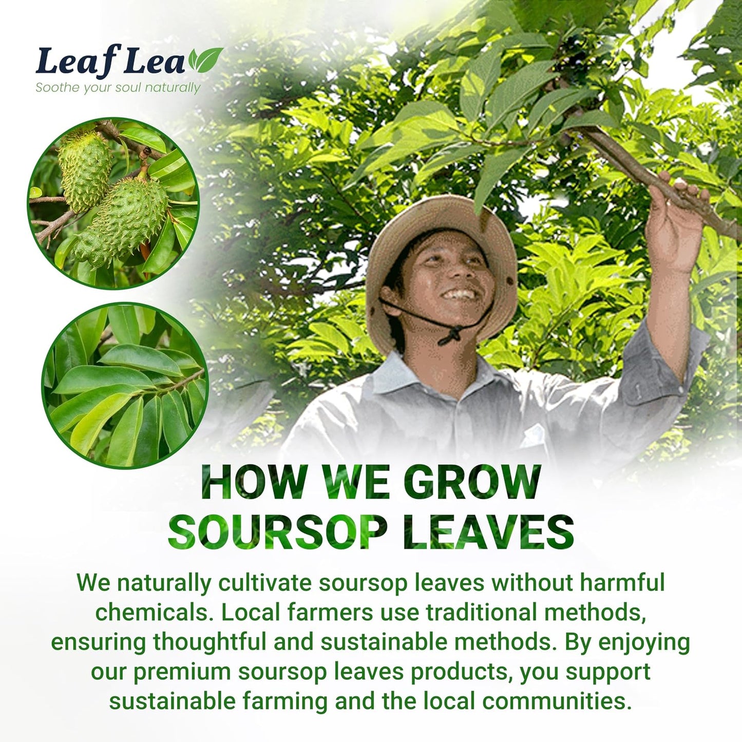 LeafLea Soursop Leaf Tea Bags, From Soursop Graviola Leaves, 240 Count