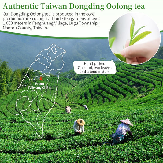 XIXICHA Dongding Oolong Tea Loose Leaf Taiwan High Mountain Tea Taiwan Dong Ding Gaoshan Ulong Tea Taiwanese Green Oolong One Thousand Meters High Mountain 150g/5.3oz (120 cups)凍頂乌龙茶 冻顶乌龙 乌龙茶 台湾茶