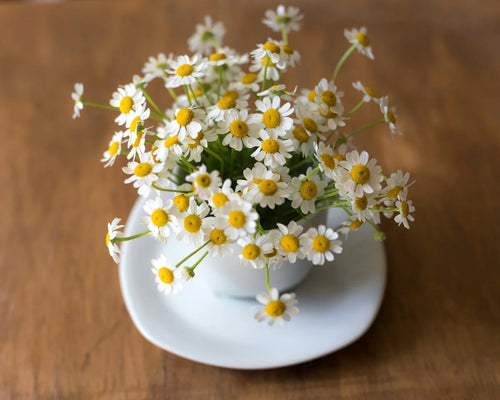 Chamomile Tea