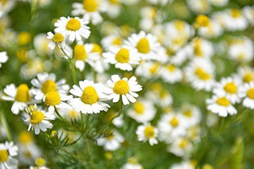 Ancient Foods Organic Chamomile Tea – Chamomile Greek Mountain Tea, Organic and Caffeine Free Tea Loose Leaf from Greece (40g)
