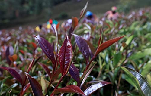 Asami Tumoi Kenyan Purple Tea 100g | Organic Loose Leaf Tea | Low Caffeine & High Antioxidants African Herbal Tea | Non-GMO Natural Purple Teas | Refreshing Light-Bodied Flavor | 50+ Cups