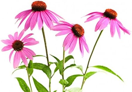 Echinacea Herb - Echinacea purpurea Loose Leaf C/S 100% from Nature (8 oz)
