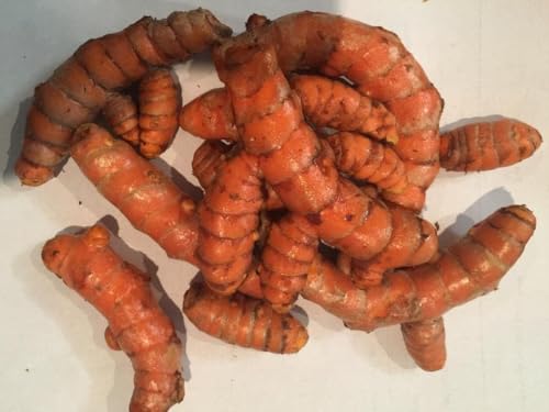 Fresh Organic Turmeric Root - 2 Lb Whole Raw Root