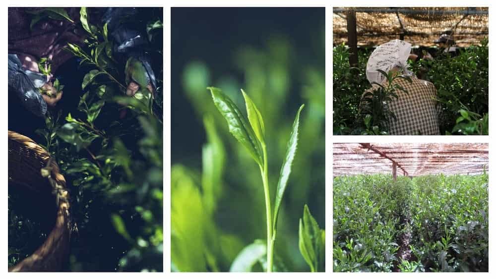 30 Packs 八女茶 Brand [Japanese Gyokuro Green Tea Bags] Green (Koisuru Yamecha) Gyokuro 100% Yamecha Japanese Gyokuro Green Tea Bags