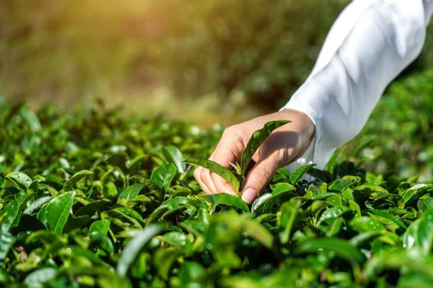 CENVEL® Organic Supreme Loose Green Tea Leaves 5.29 Oz | 100% Pure & Natural Tea | Single Origin | Premium Large-Leaf | Rich in Antioxidants (150g)