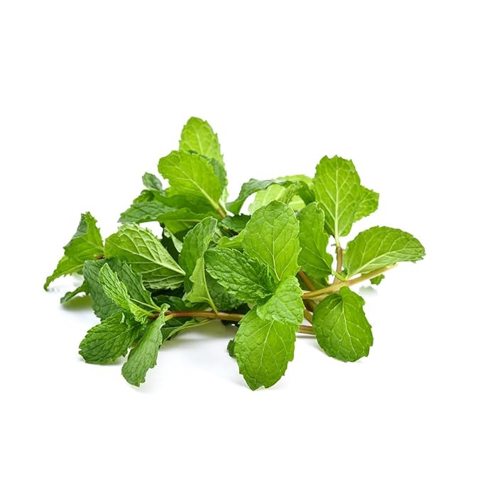 ONDAMGO White Peppermint Tea 30T Warm Tea 1.05oz / 페퍼민트차