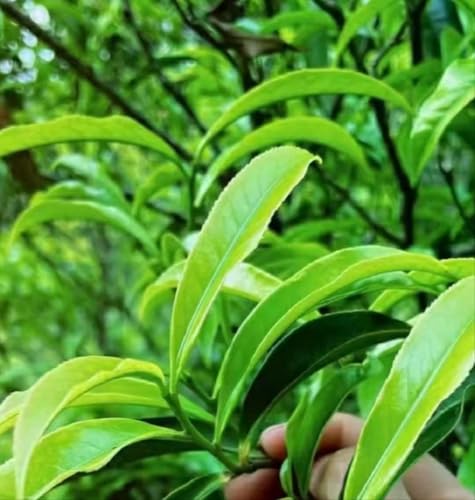 Oolong Tea 8.81oz /250g（30Bags）Phoenix Dancong （Honey Orchid Aroma）Chao Zhou Feng Huang Dan Cong Mi Lan Xiang Loose Leaf 潮州乌岽单枞茶叶 凤凰单丛 (鸭屎香)