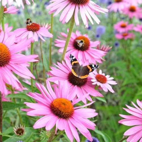 Herb To Body Echinacea Purpurea Herb C/S | Echinacea Purpurea | Wildcrafted | 4oz