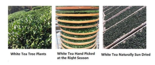 2016 Premium Shou Mei Spring Harvested White Tea Cake 357g (12.3oz)