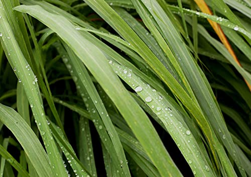 Food to Live Dried Lemongrass Leaves, 2 Ounces - Cut Lemon Grass Herb, Vegan, Bulk. Lemony Flavor and Aroma. Rich in Vitamin C. Essential Ingredient for Thai, Indian, Indonesian Dishes