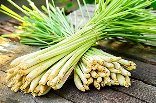 Lemongrass Leaf Loose Tea – 8oz Size (Premium Dried Lemongrass Loose Leaf Tea - 4 oz), Natural Extract Caffeine-Free Herbal Tea for Relaxation