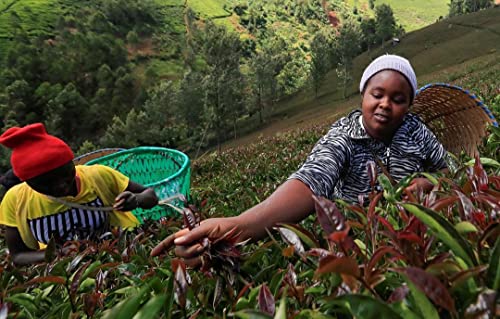 Asami Tumoi Kenyan Purple Tea 100g | Organic Loose Leaf Tea | Low Caffeine & High Antioxidants African Herbal Tea | Non-GMO Natural Purple Teas | Refreshing Light-Bodied Flavor | 50+ Cups