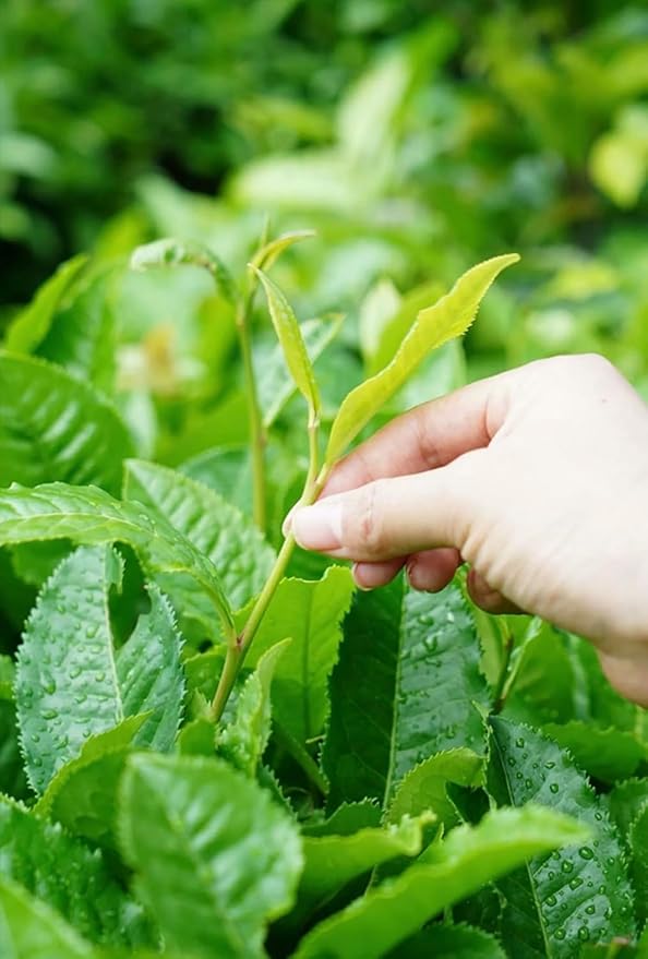 HOYNISE - Jasmine Green Tea Loose Leaf - Zero Bitterness - Naturally Fragrant & Smooth - No Artificial Flavorings & Additives - Enjoy Hot or Iced, 100g/3.5oz