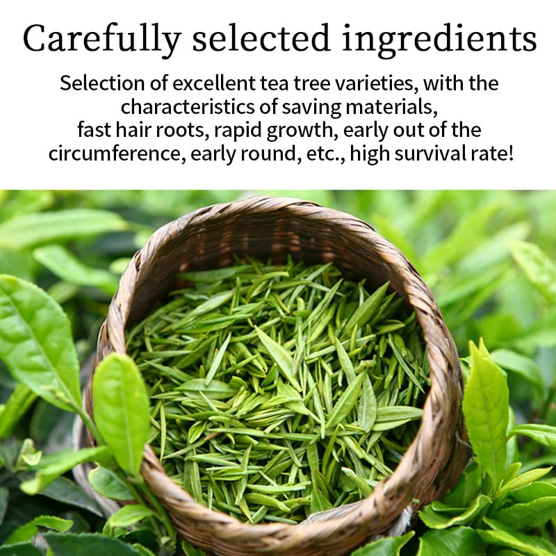 CHUANGLU Bulk Culinary Grade Matcha Powder - 500g | Commercial Supply for Bubble Tea Shops & Cafes | Vibrant Green & Versatile (Large-500g)
