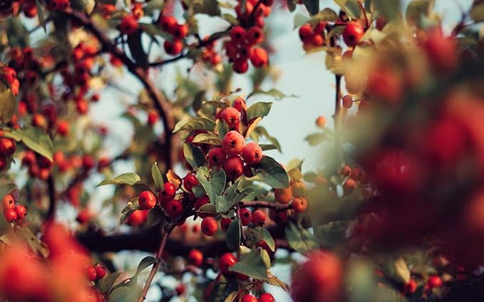 Whole Rosehips, Wild Harvest from Eastern Europe