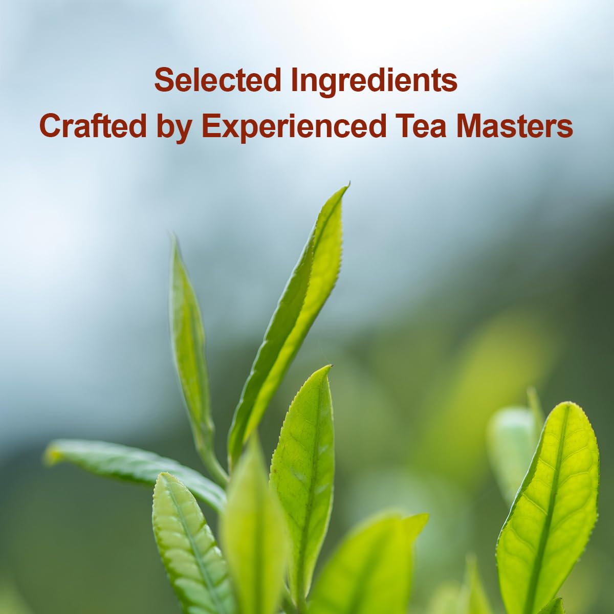 BAMATEA Daily Brew · Lapsang Souchong Black Tea 80g chinese tea leaves loose tea leaf