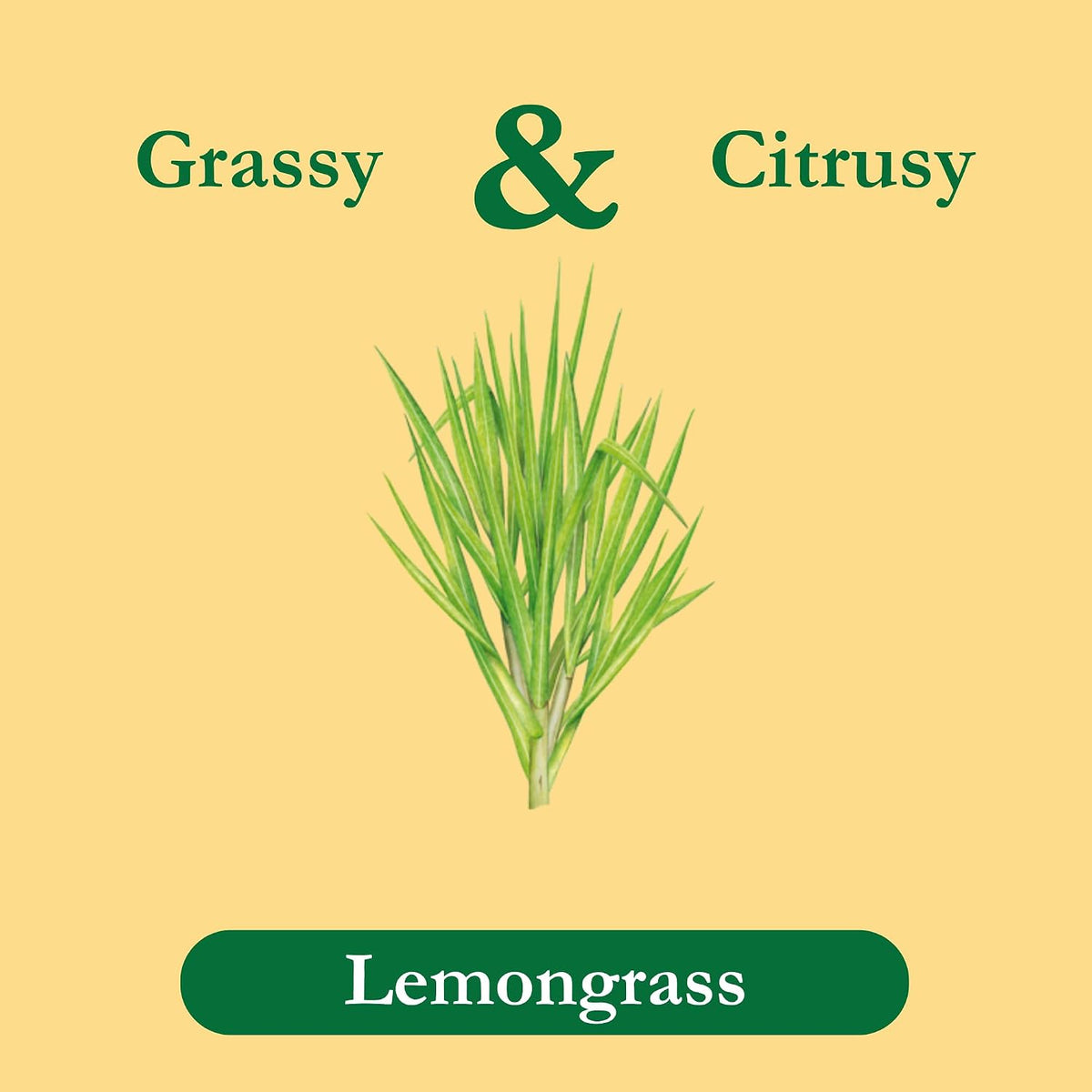Tadin Lemongrass Tea, Herbal Tea, Caffeine Free, 24 Tea Bags Per Box, Pack of 1