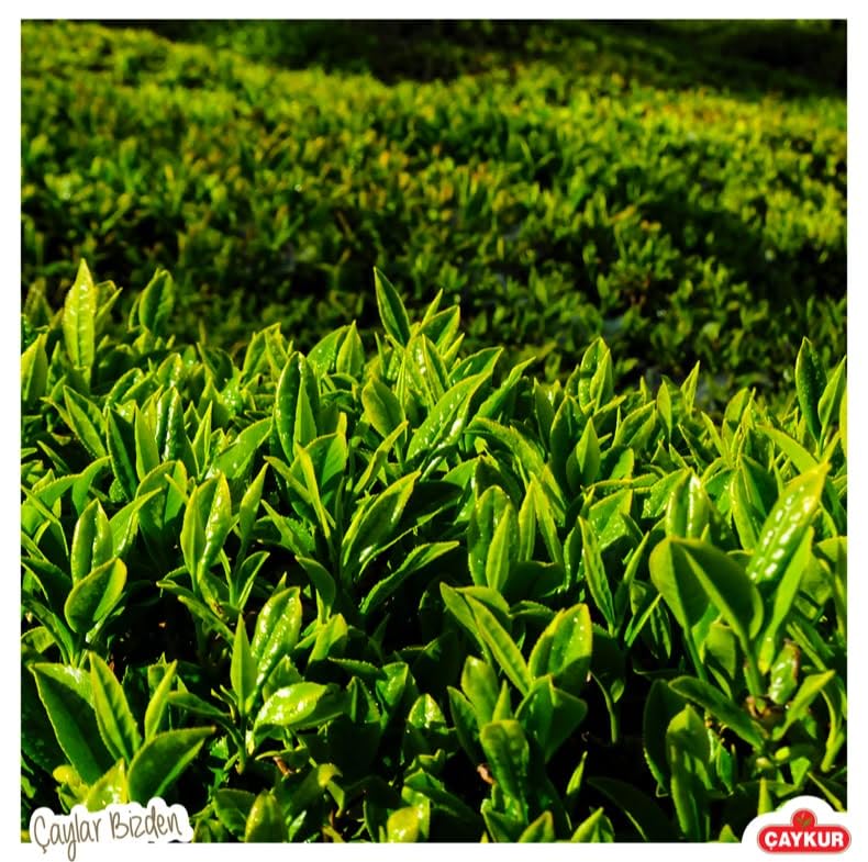 ÇAYKUR Cay Cicegi Turkish Black Tea, Tomurcuk Golden Buds Blend, Naturally Aromatic Loose Leaf, Bright Red Color 500gr / 17.6 Oz