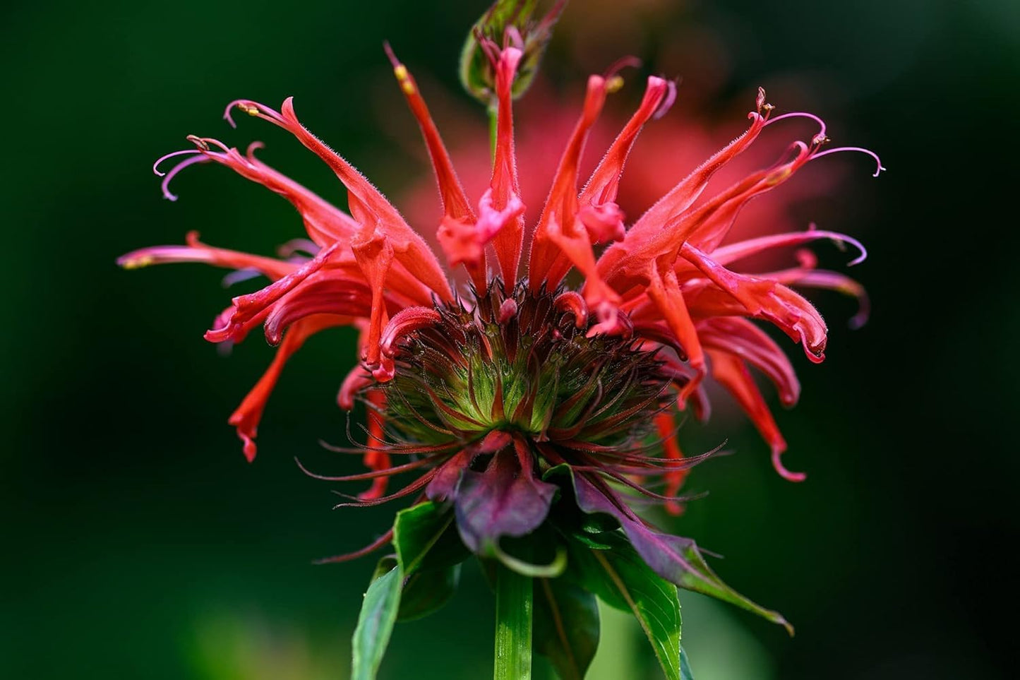 Wild Bergamot Petals – Pure, Dried, Natural Scarlet Beebalm Petals (Monarda Didyma) - Net Weight: 0.1oz/3g - Edible, Extremely Rare - Beautiful Eyecatcher in Tea Blends and Salads
